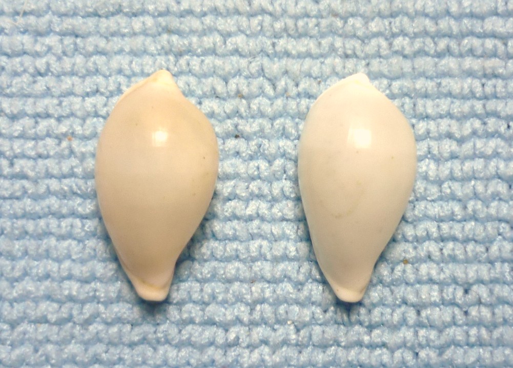 Aperiovula adriatica